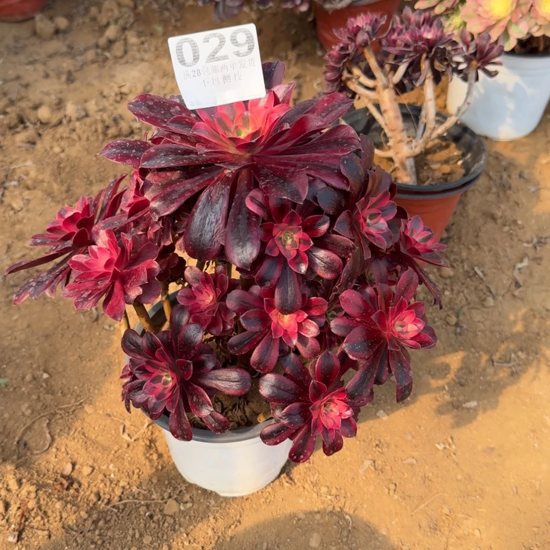 強*29号美杜莎清棚不包损