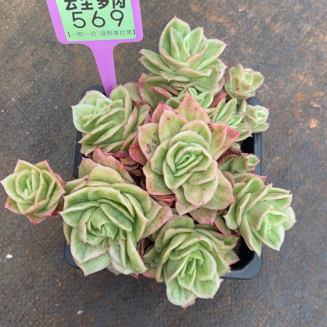 云尘多肉一物一拍569，