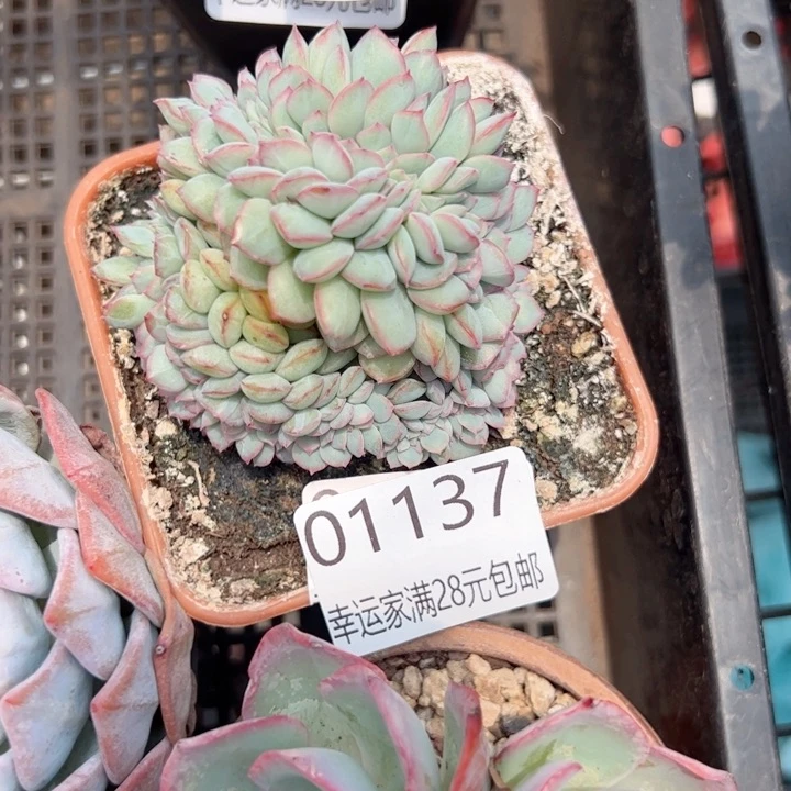 幸运的是你的朋友是你