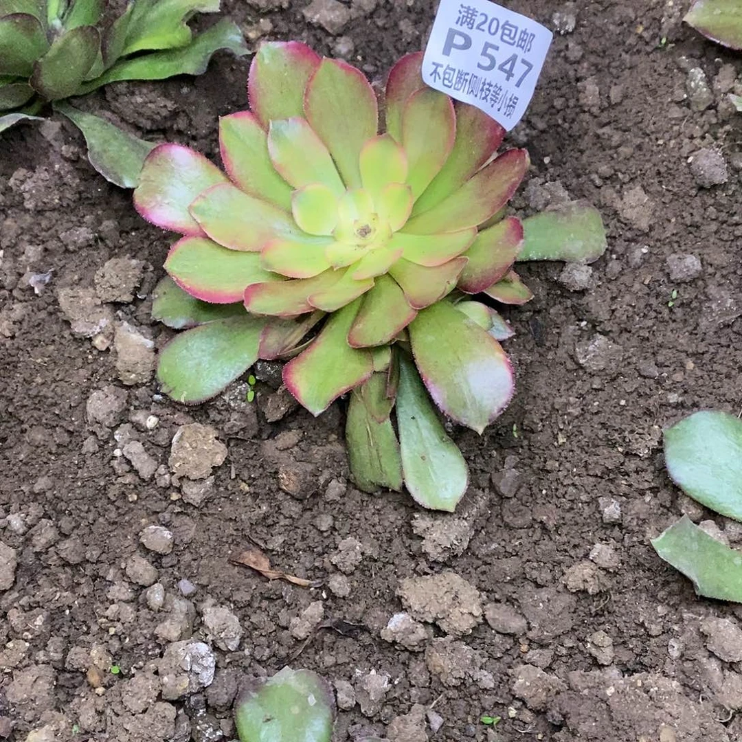 547红牡丹多肉法师锦