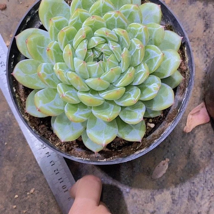 相****雪花珍妮多肉植物老桩