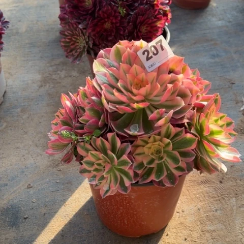 207粉女巫手捧多肉，