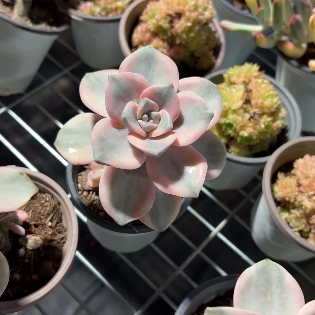 紫乐锦多肉9㎝盆单头