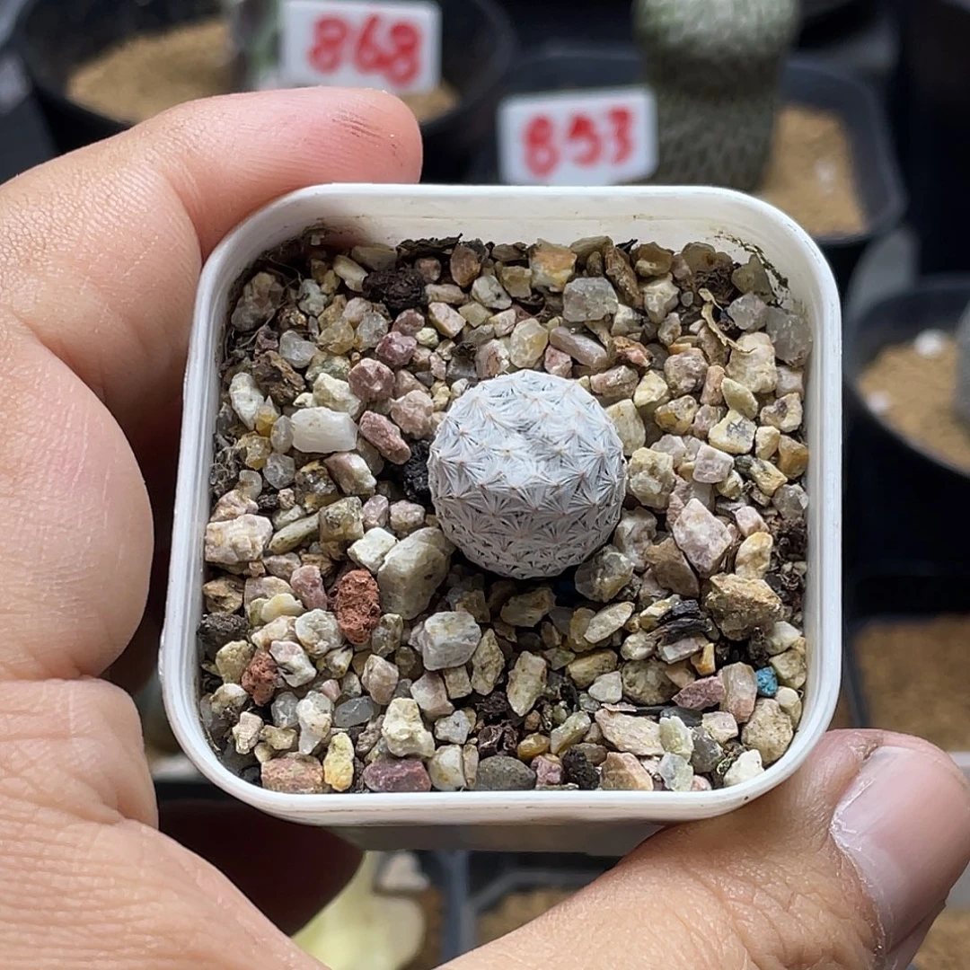 实生大玉小白鸟仙人球