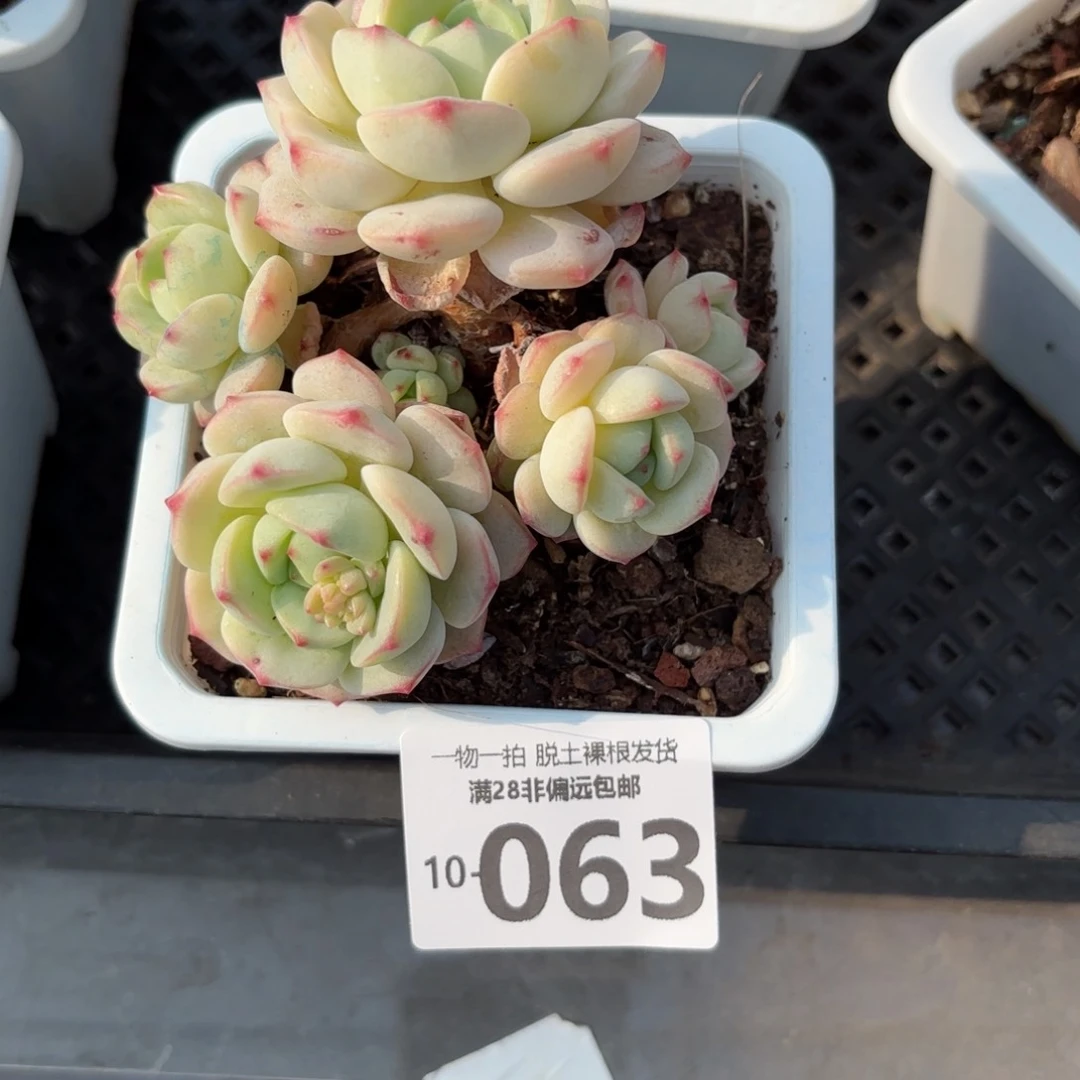 香草老桩多肉多肉多肉