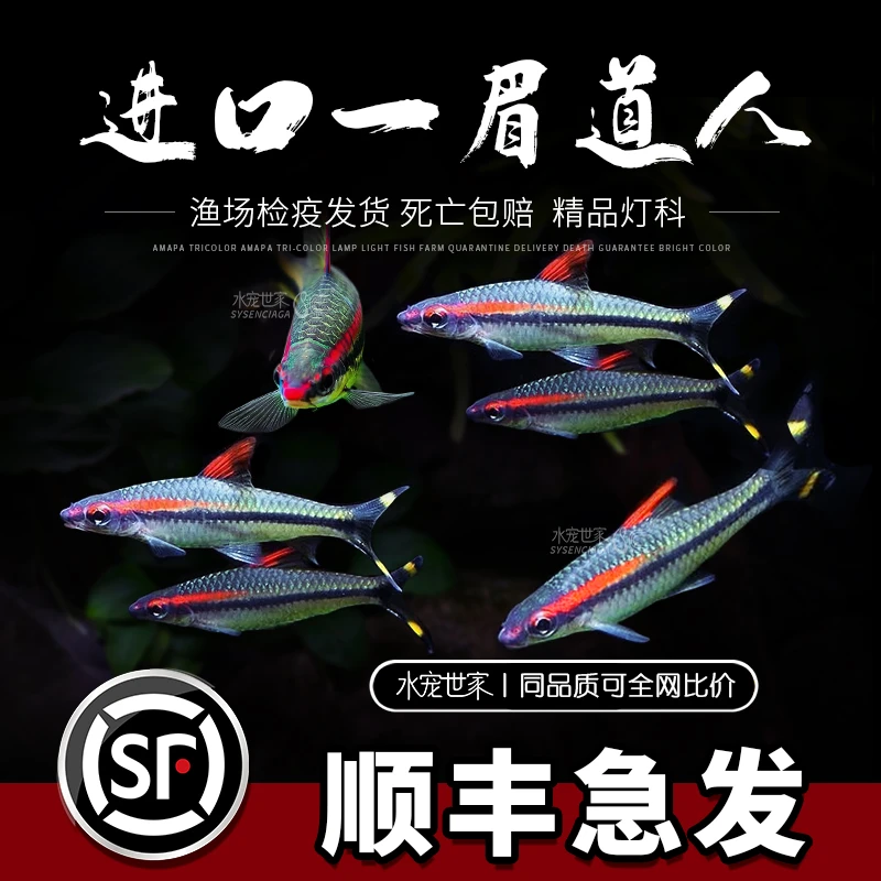 【已发色+眉很红】黄金一眉道人黄化一眉道人鱼草缸热带群游观赏鱼