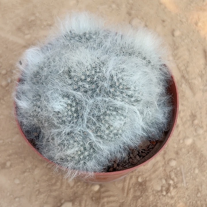 恭喜发财恭喜发财