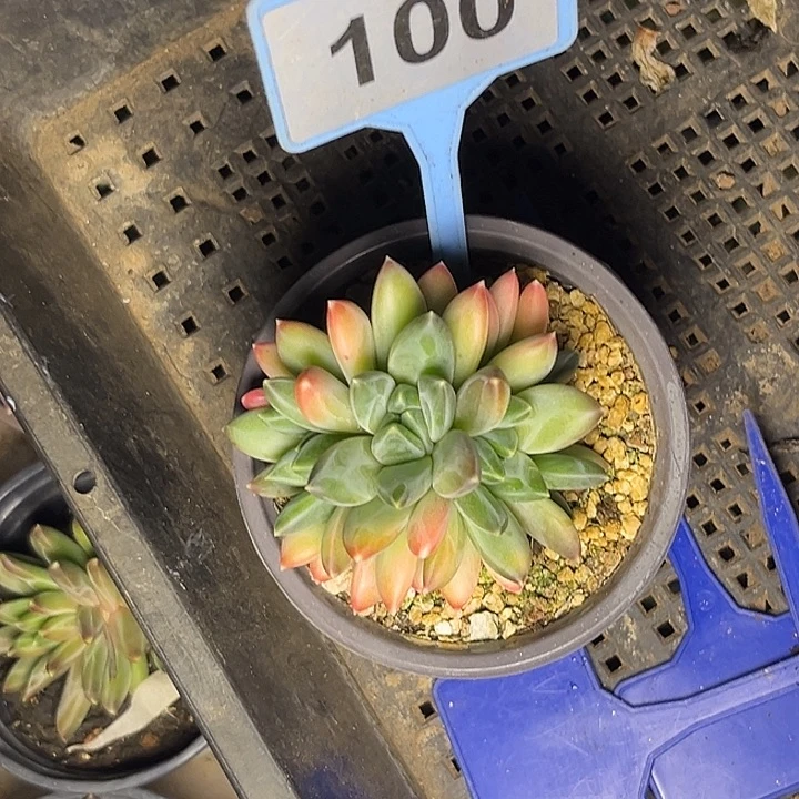 多肉植物彩翼美人100