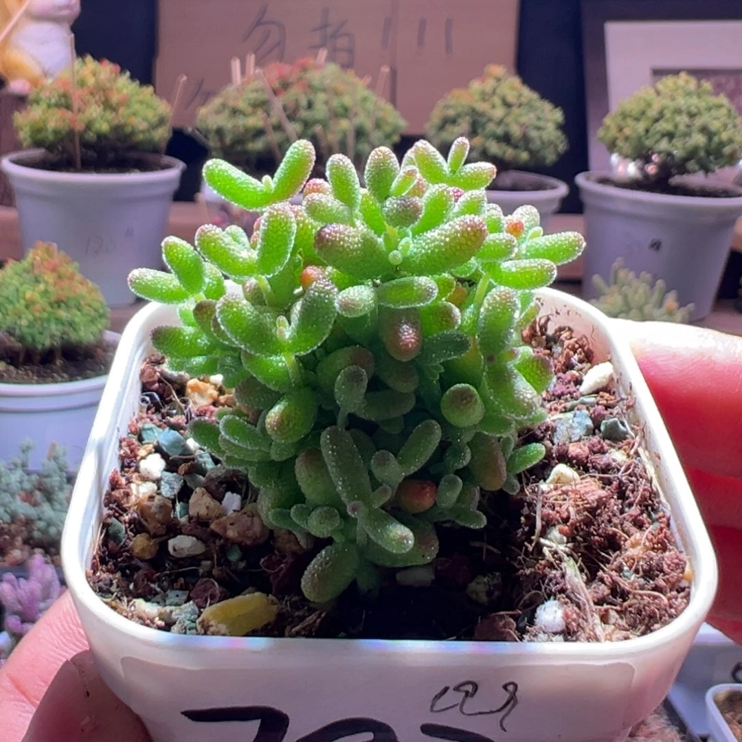转***猫792橘子糖一物一拍包开箱