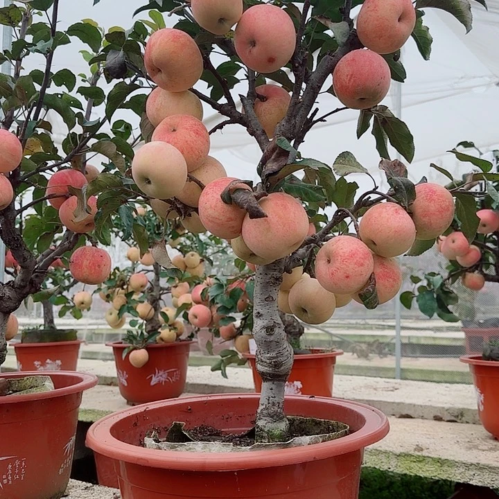 当前无花栽培后可以开花