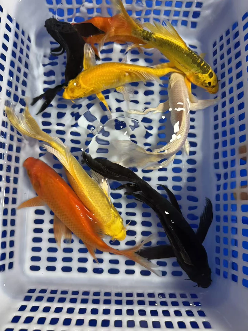 【三星高照15-18cm黄金1白金1草金1共3条】精品锦鲤观赏鱼好养耐活