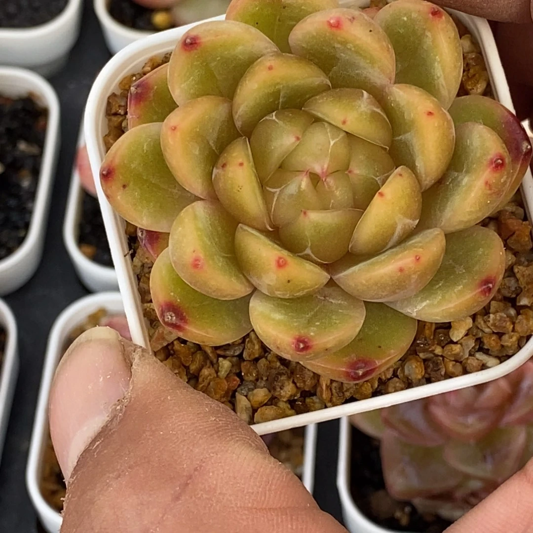 天官赐福百无禁忌