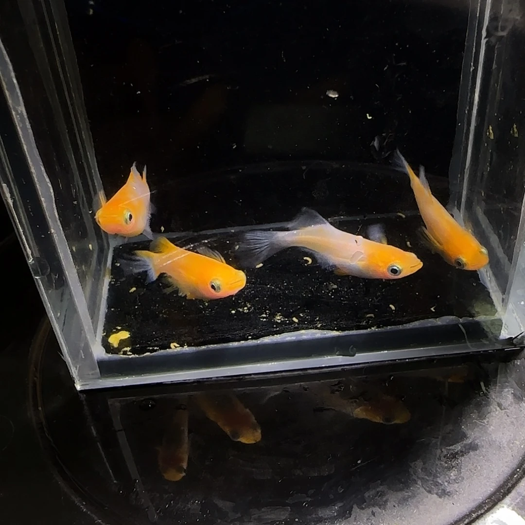 青鳉鱼观背青鱂一物一拍142