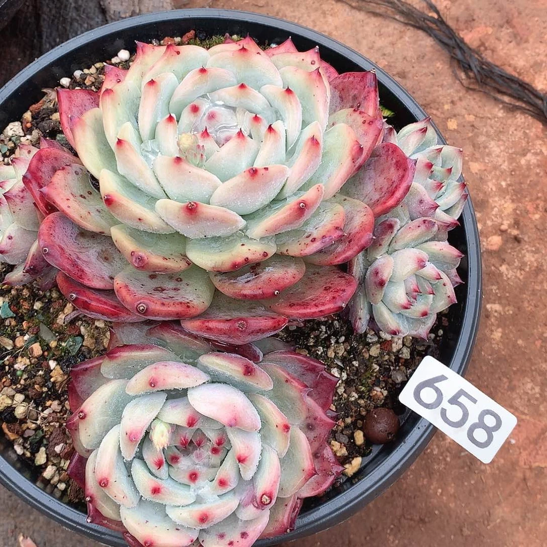 658卡罗拉一物一拍多肉