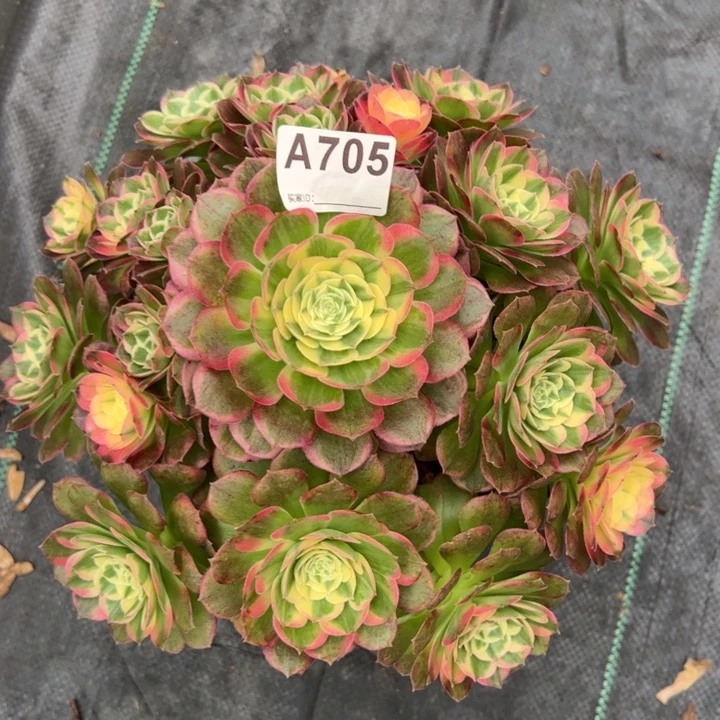 705海鲜25厘米左右