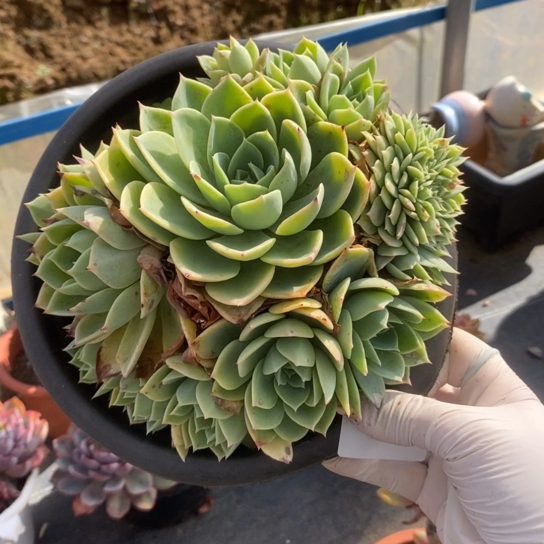 4722三色堇一物一拍