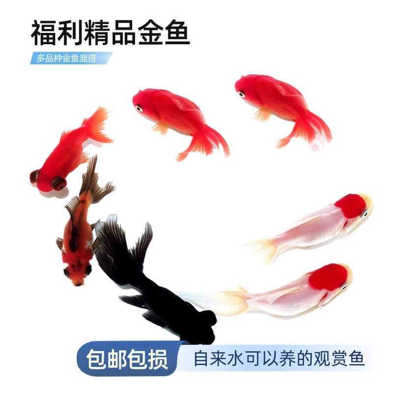 【国粹金鱼】7条8-10厘米丹顶红狮金鱼鎏金金鱼龙睛金鱼随机混搭