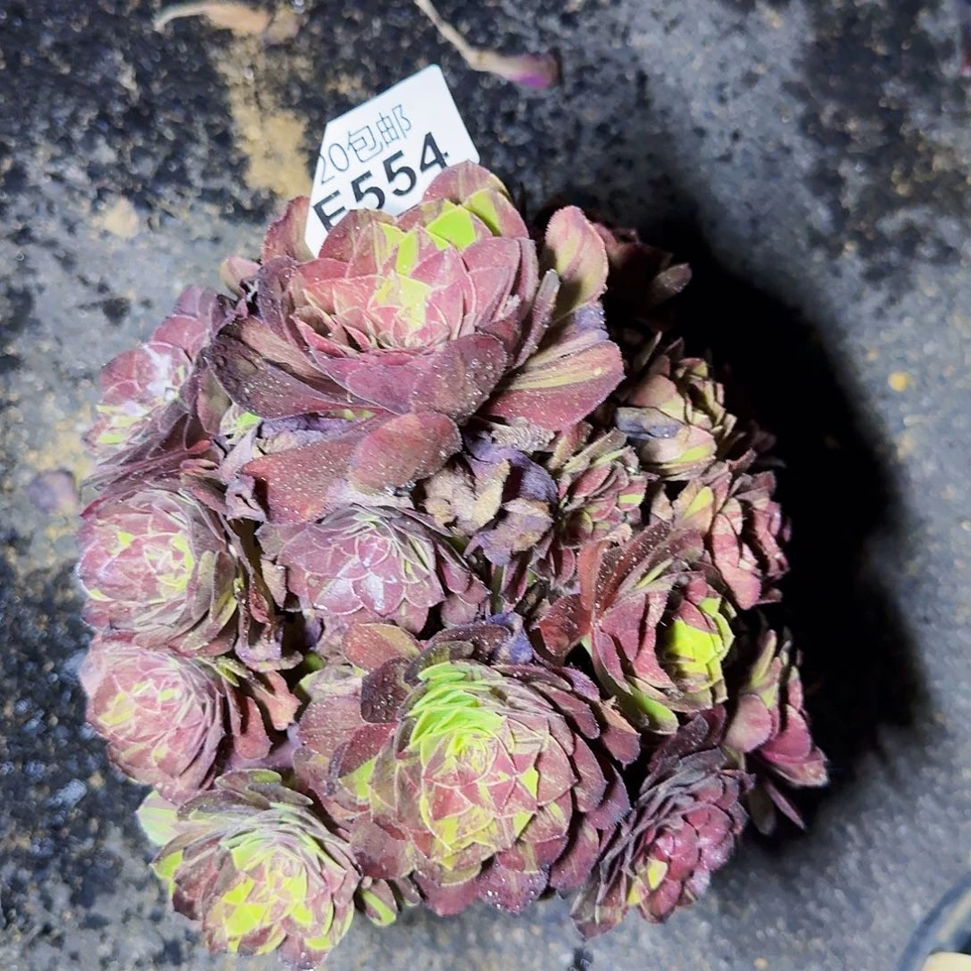 花月夜554满20包邮