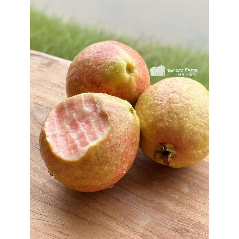 【冰激凌软糯！】Guava胭脂红番石榴芭乐合作生态种植顺丰