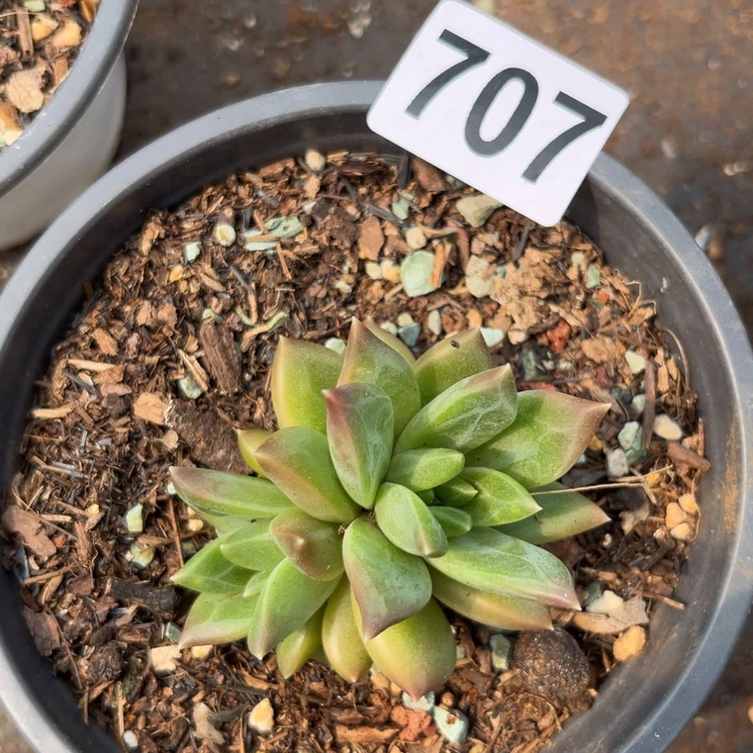 707绿泡泡多肉植物