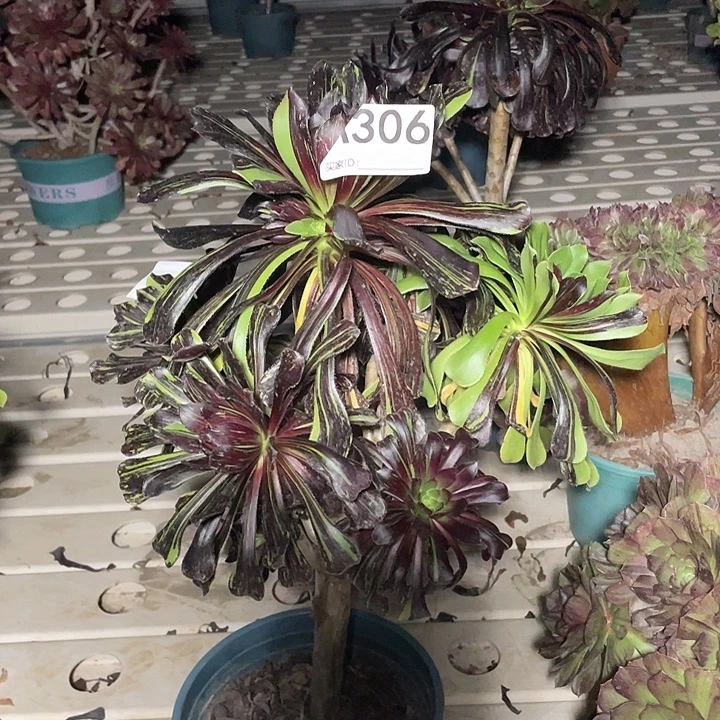 306水墨丹青法师7-32