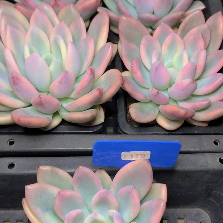 t179奥普锦单头脱土