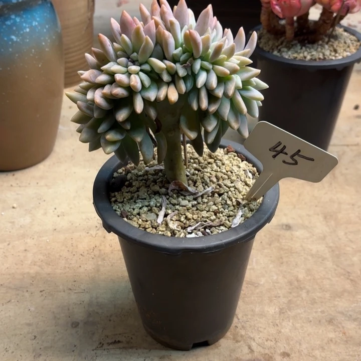 多肉植物，淡雪缀45号