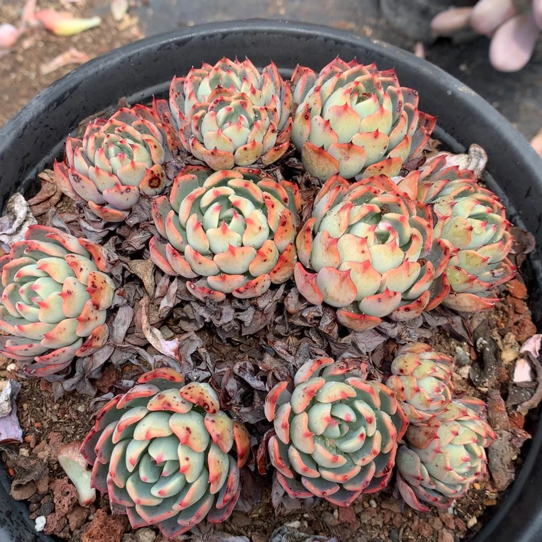 娜娜小狗一物一拍17-102