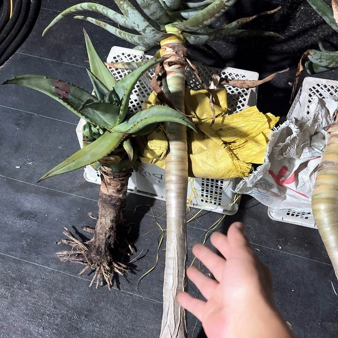 K***i大二岐芦荟6668888888