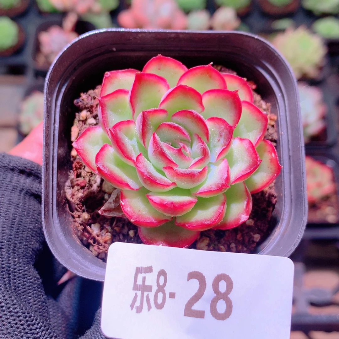 乐然8-28 黛安娜