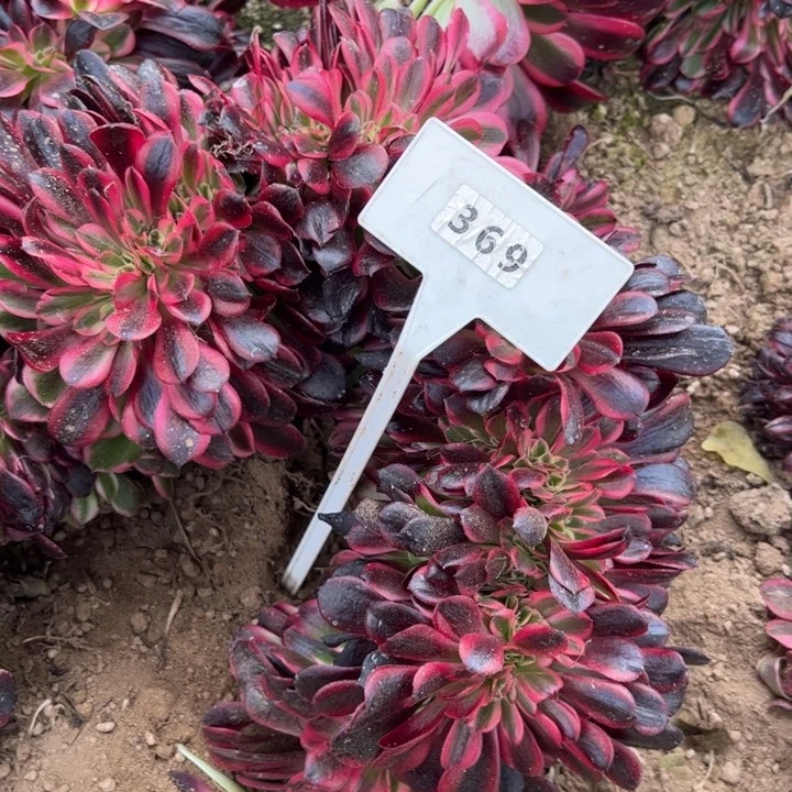 美杜莎缀化多肉植物