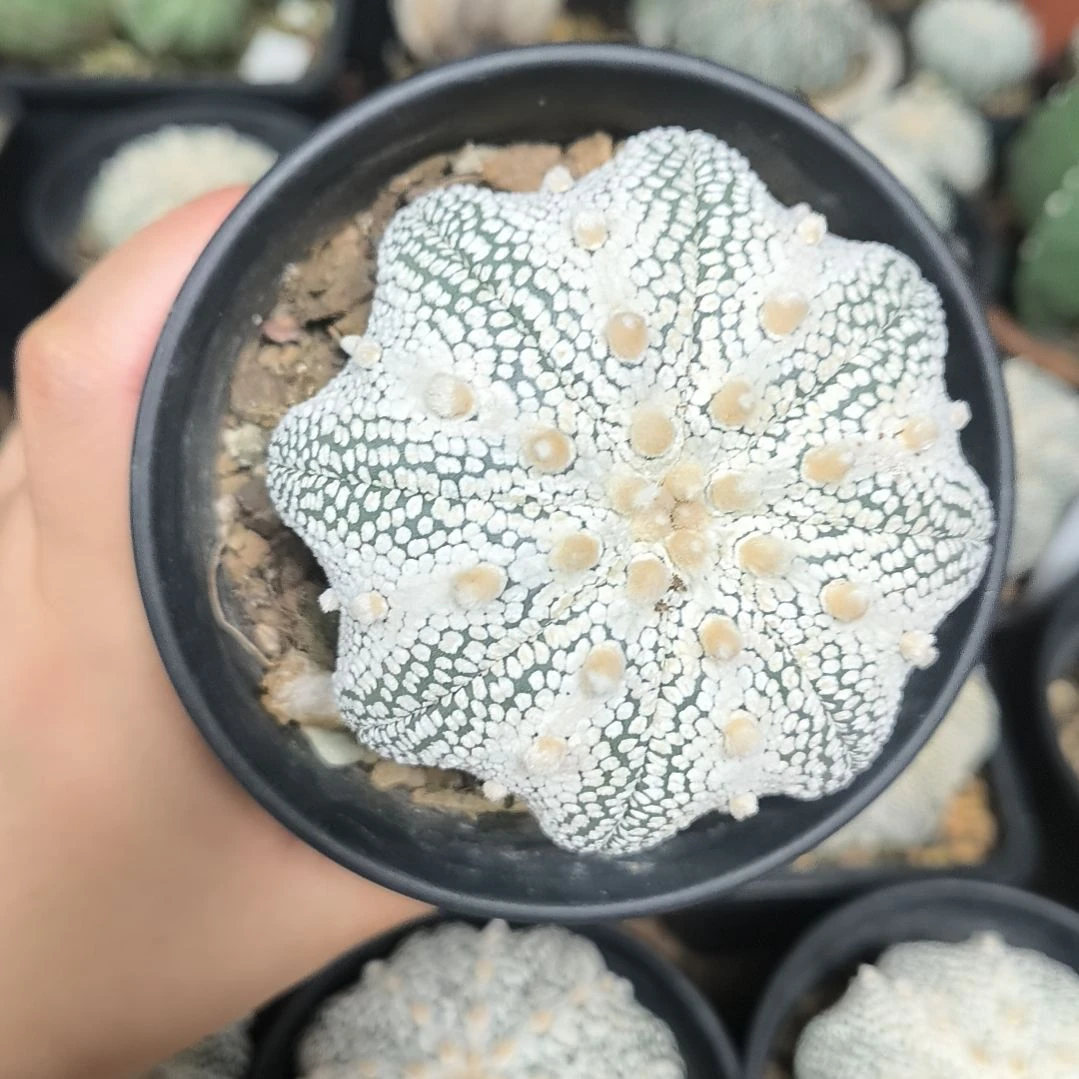 奇迹8一物一拍脱土发货