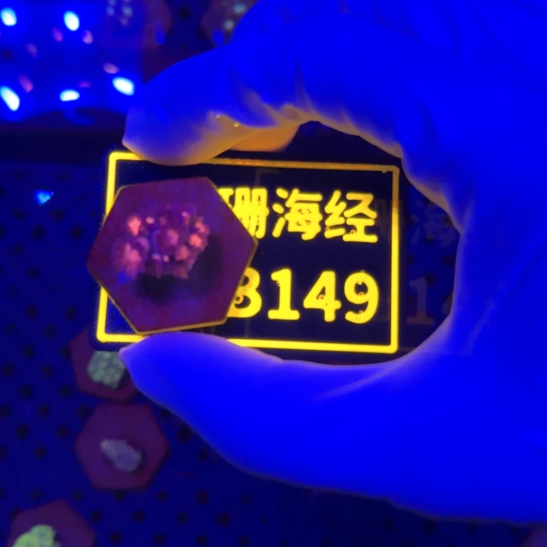 逗***儿纽扣珊瑚又又不包邮澳彩切件B149
