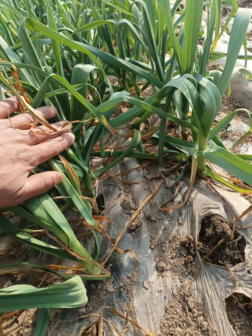 3斤装链接红根蒜苗新鲜蒜苗红皮蒜苗