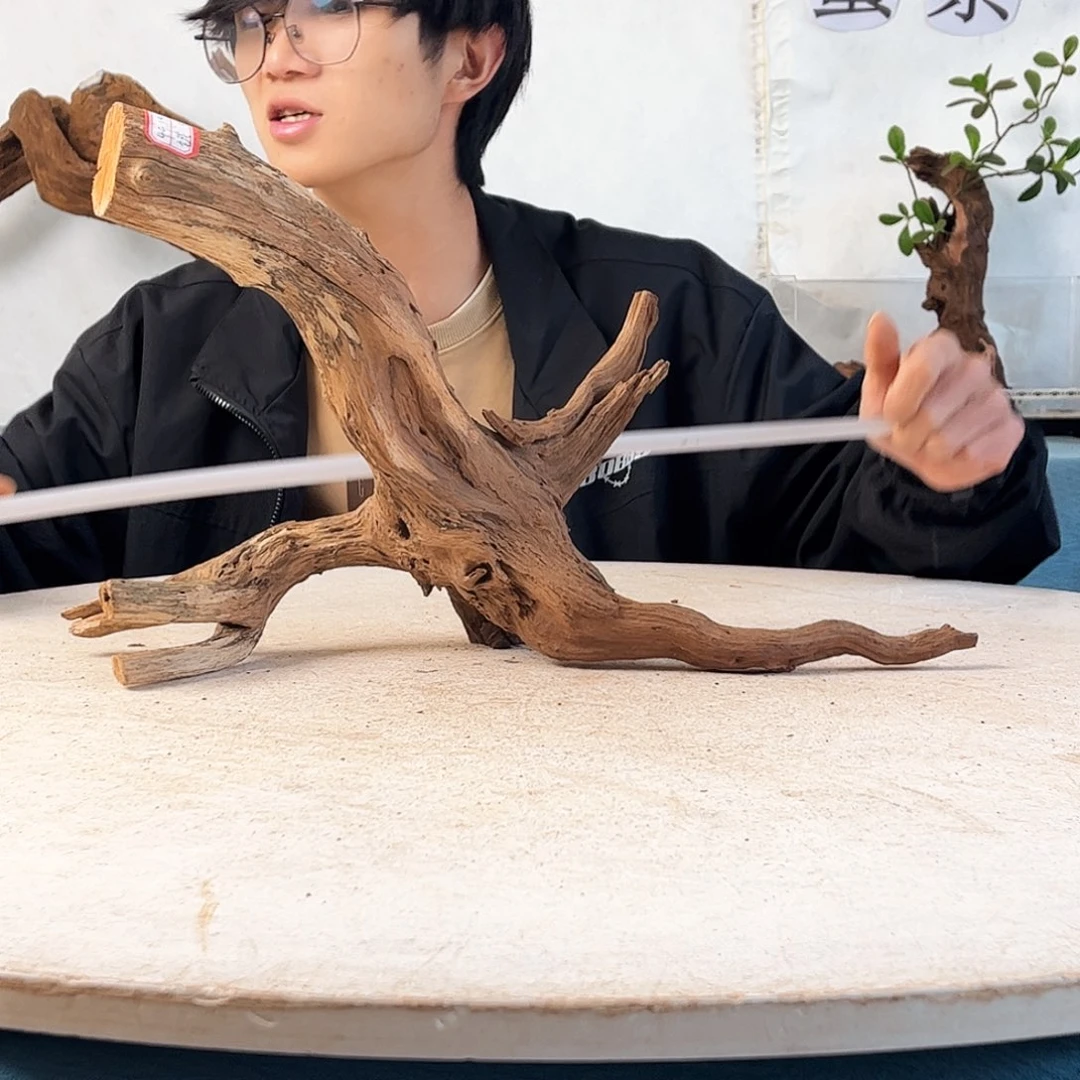 47.16.27 沉木造景爬宠造景