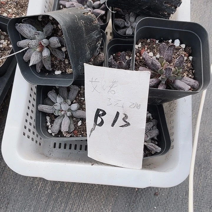 你****乐13密密麻麻密密麻麻吗