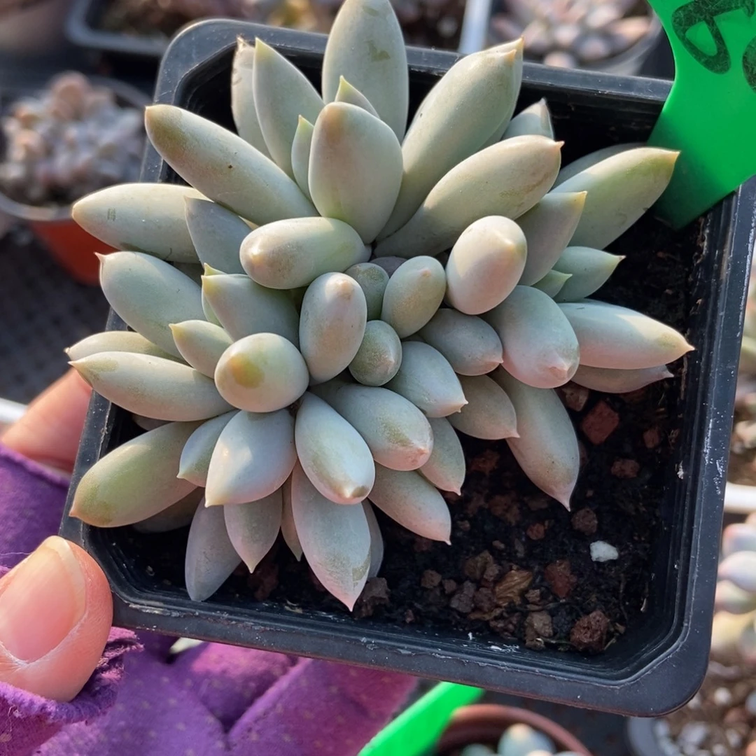 806哥多肉植物多肉