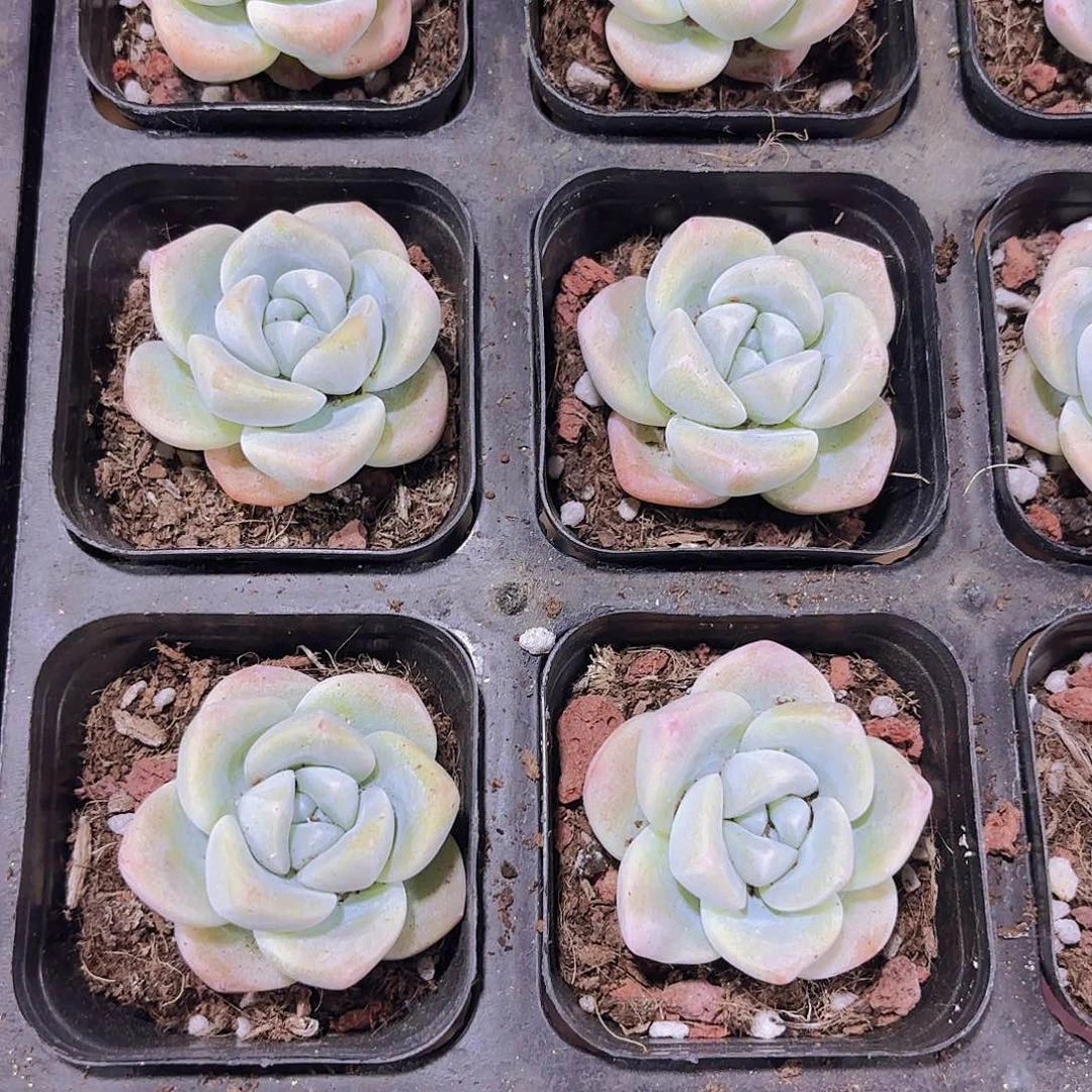精品冰玉多肉植物