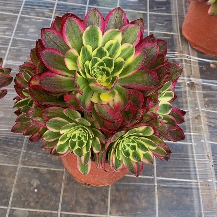 海王手捧多肉12.8