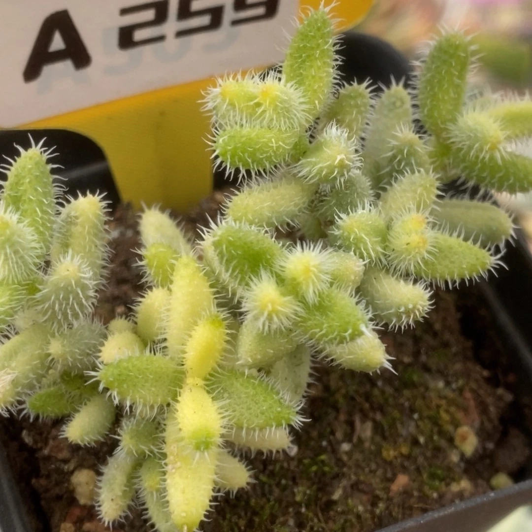 259雷同锦锦锦锦锦锦锦