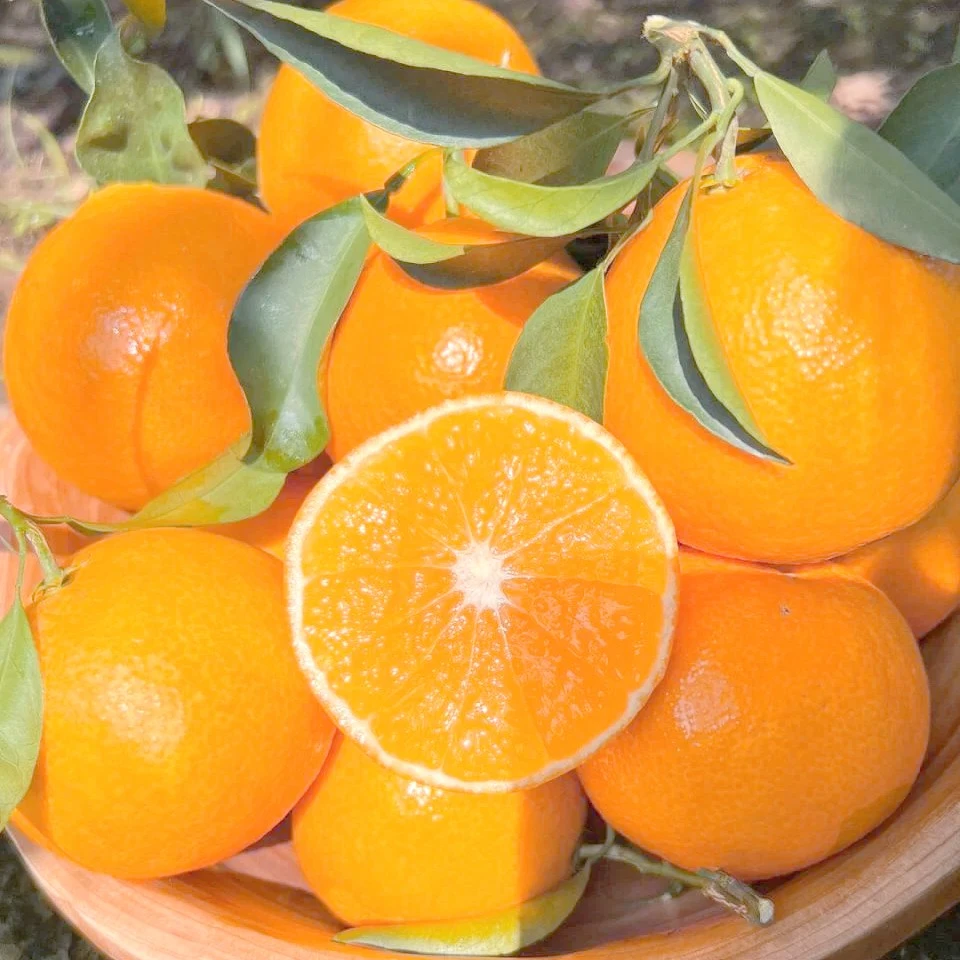 果冻橙25一箱四川省