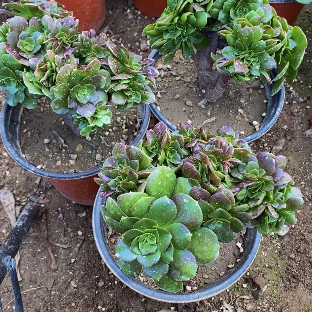 1984 包邮断枝不售后多肉植物