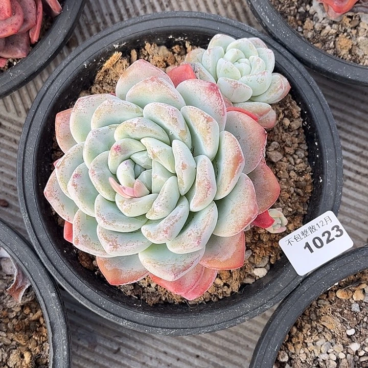 阿雅园艺。     1023