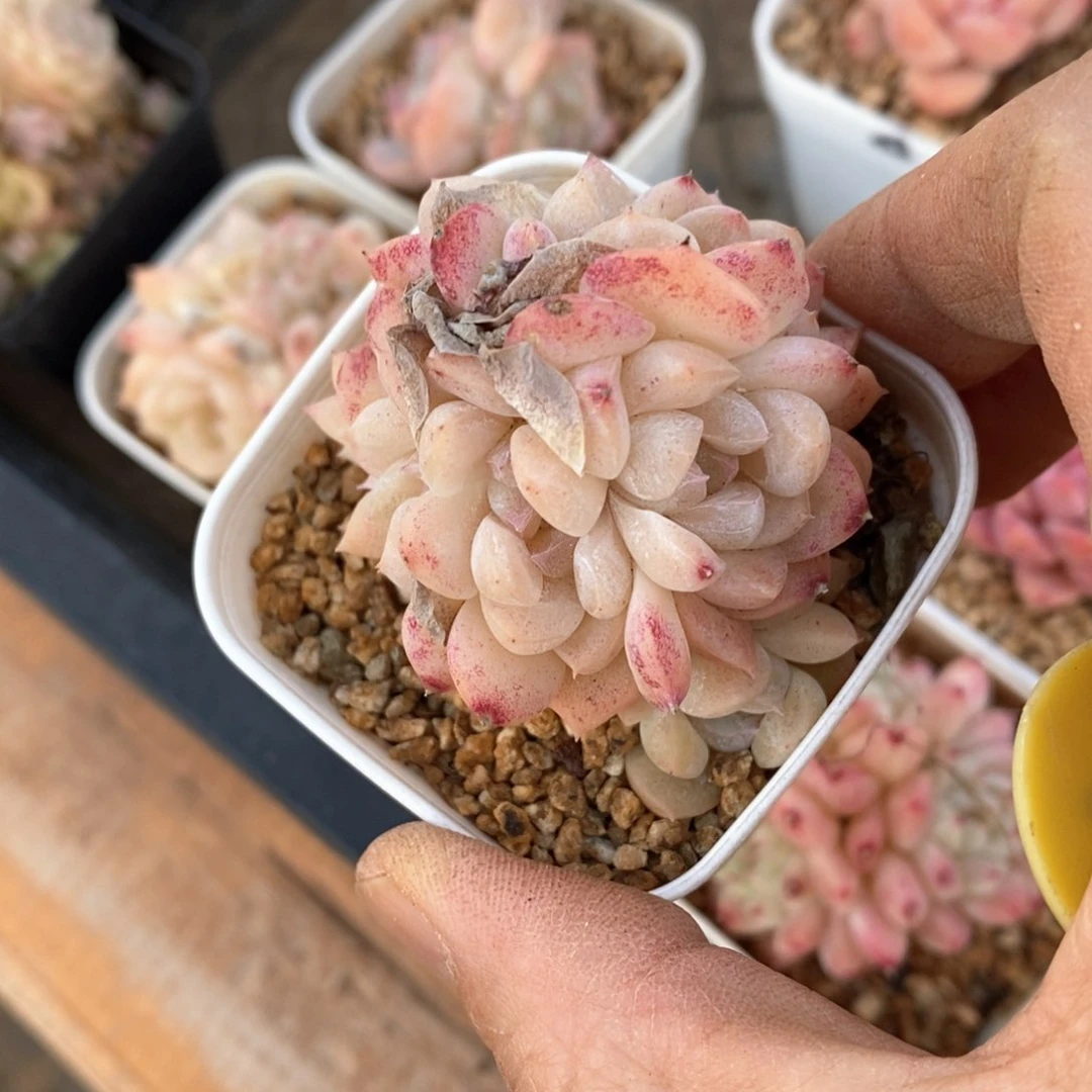 精品多肉一物一拍不包整404