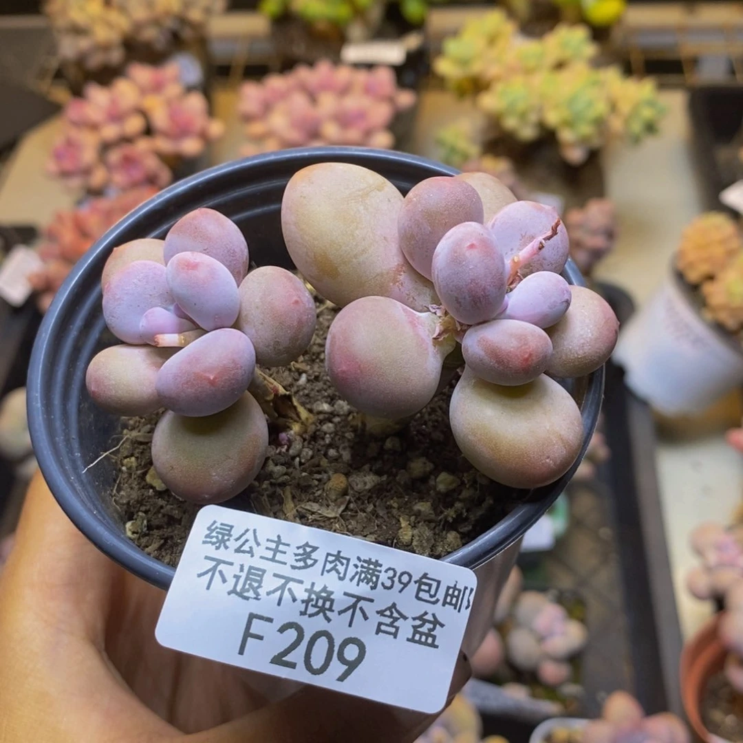 209蛋黄奶多肉7c m