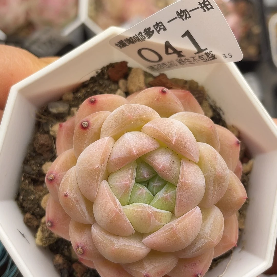 041 3.5一物一拍精品美肉