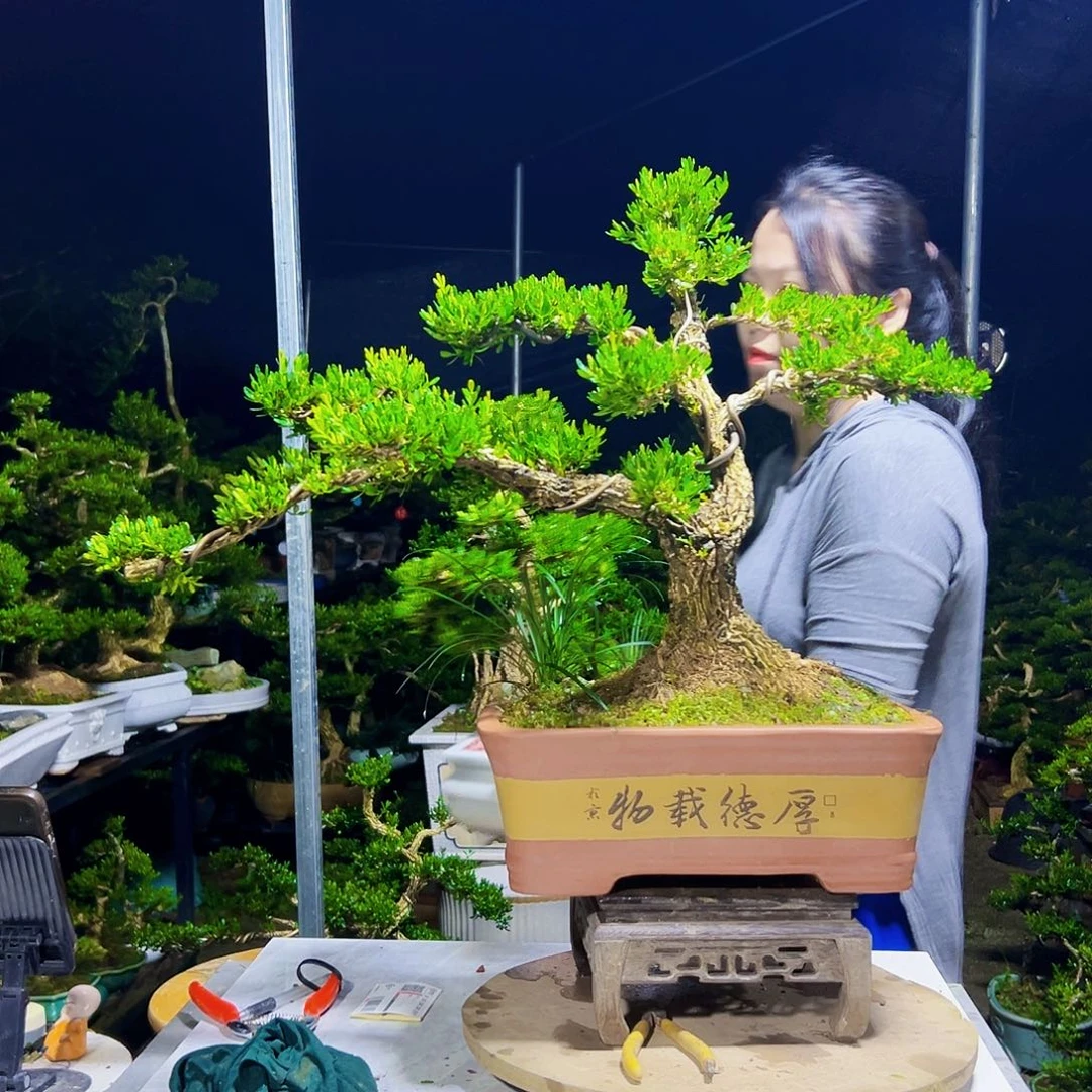 猫***猫无花朵黄杨木