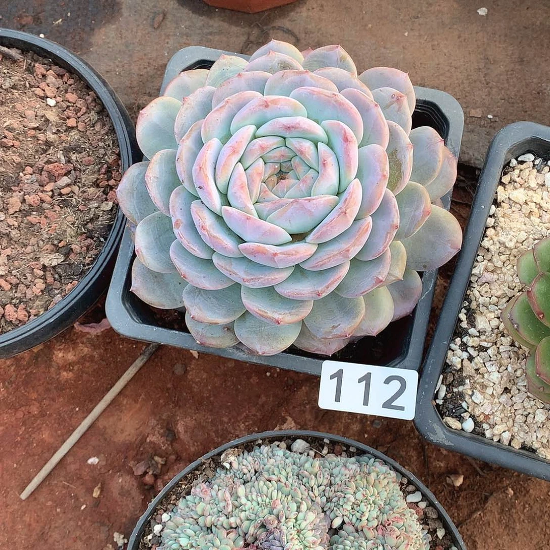 112 一物一拍多肉