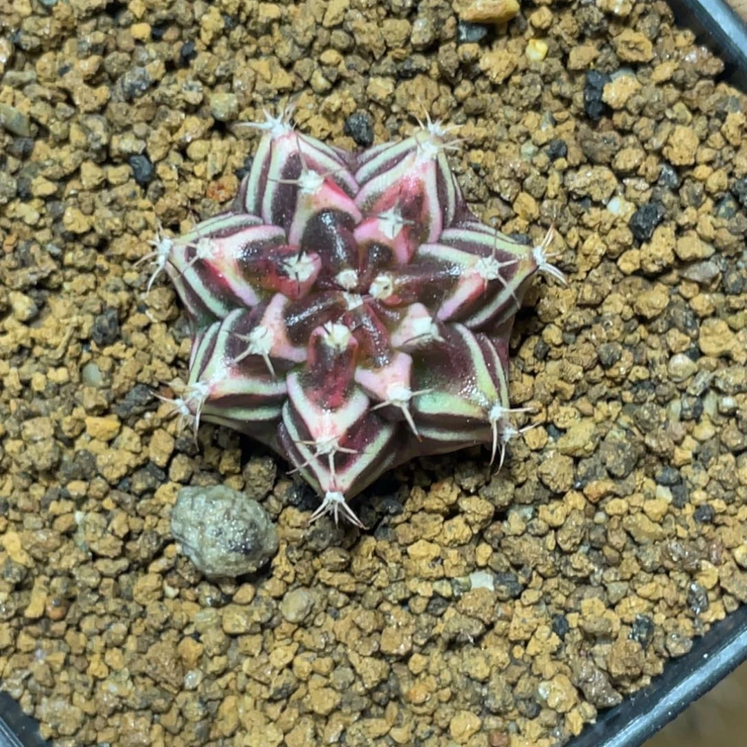 当前无花朵，栽培后可花朵黑粉规律V背锦