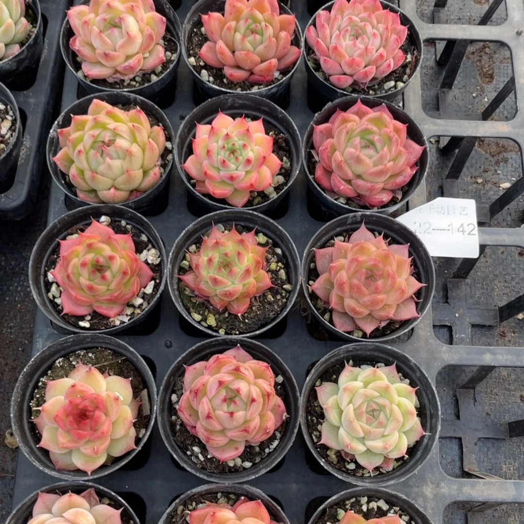 一物一拍18棵22-142